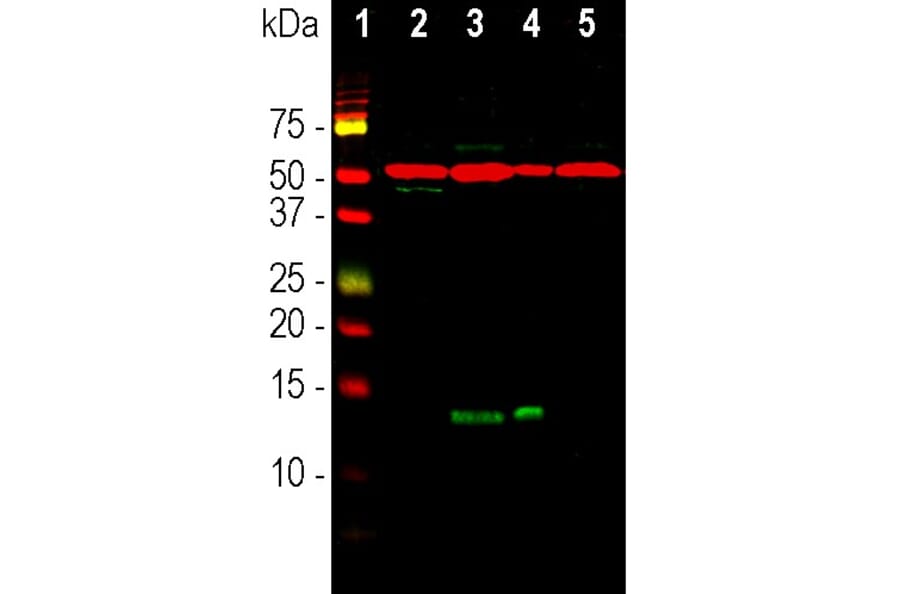 Western Blot - Anti-FABP7 Antibody (A104339) - Antibodies.com