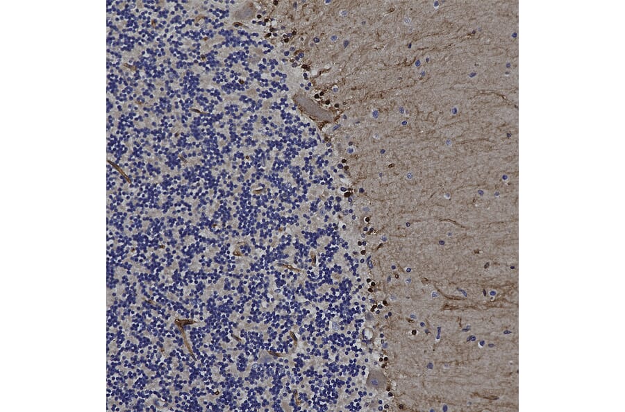 Immunohistochemistry - Anti-FABP7 Antibody (A104339) - Antibodies.com