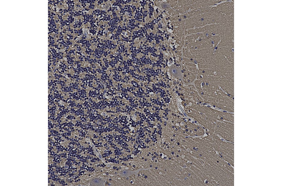Immunohistochemistry - Anti-FABP7 Antibody (A104339) - Antibodies.com