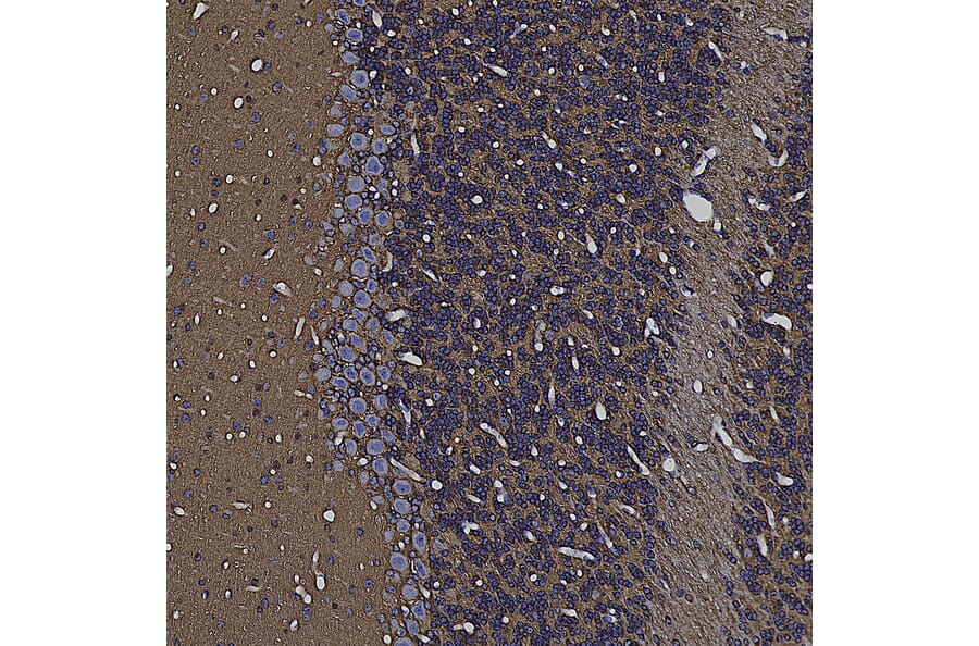 Immunohistochemistry - Anti-FABP7 Antibody (A104339) - Antibodies.com