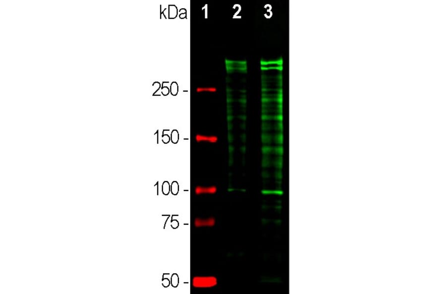 Western Blot - Anti-Ki67 Antibody (A104340) - Antibodies.com