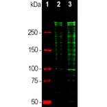 Western Blot - Anti-Ki67 Antibody (A104340) - Antibodies.com