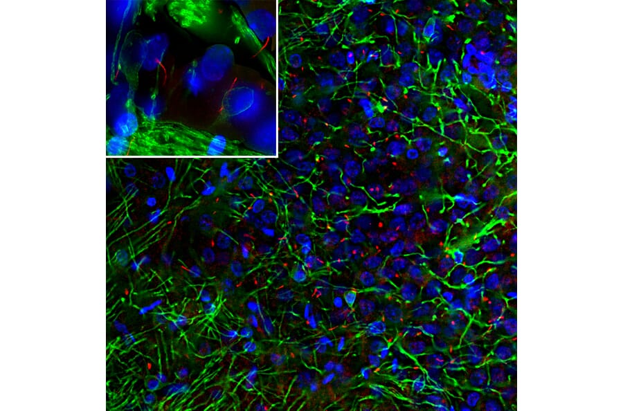 Immunofluorescence - Anti-Adenylate Cyclase 3 Antibody (A104341) - Antibodies.com
