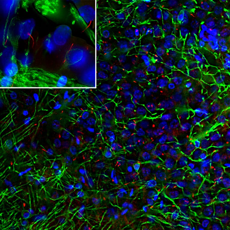 Immunofluorescence - Anti-ACIII Antibody - Antibodies.com (A104341)