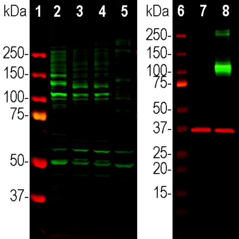 Western Blot - Anti-ACIII Antibody - Antibodies.com (A104341)