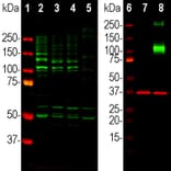 Western Blot - Anti-ACIII Antibody - Antibodies.com (A104341)