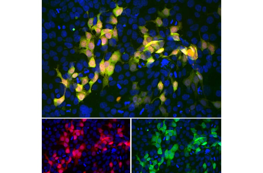 Immunofluorescence - Anti-mCherry Antibody [5A6] (A104343) - Antibodies.com
