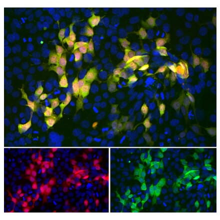Immunofluorescence - Anti-mCherry Antibody [5A6] (A104343) - Antibodies.com