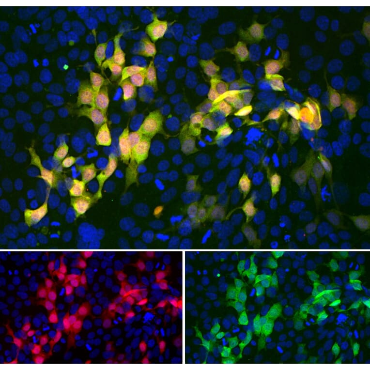 Immunofluorescence - Anti-mCherry Antibody [5A6] (A104343) - Antibodies.com
