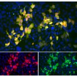 Immunofluorescence - Anti-mCherry Antibody [5A6] (A104343) - Antibodies.com