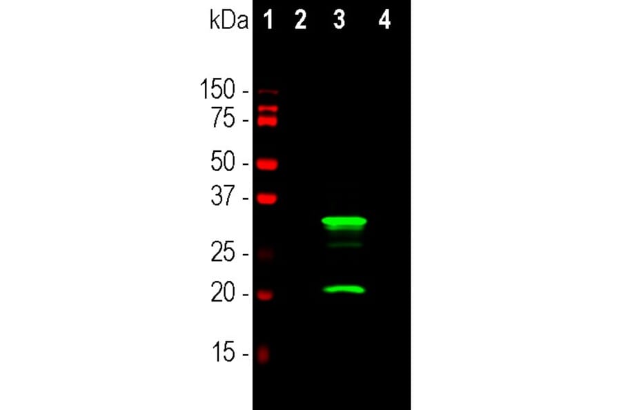 Western Blot - Anti-mCherry Antibody [5A6] (A104343) - Antibodies.com