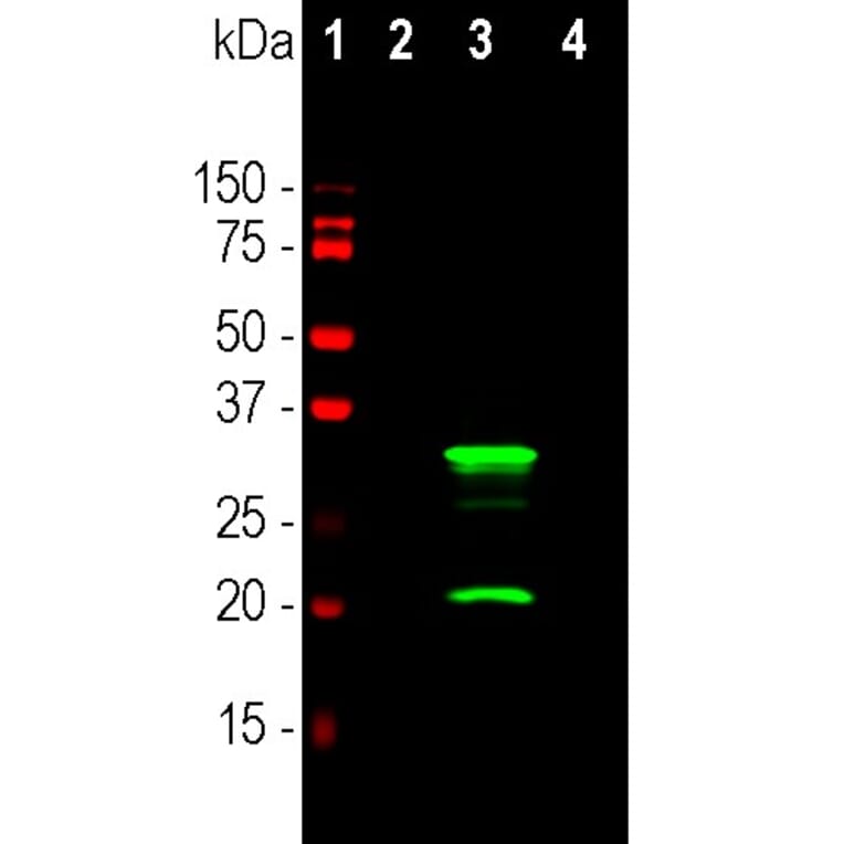 Western Blot - Anti-mCherry Antibody [5A6] (A104343) - Antibodies.com