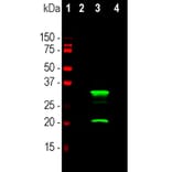 Western Blot - Anti-mCherry Antibody [5A6] (A104343) - Antibodies.com