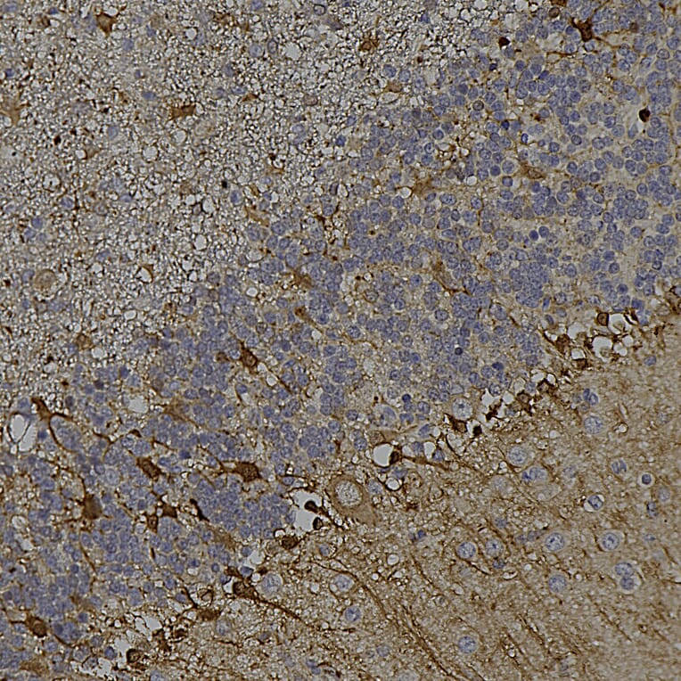 Immunohistochemistry - Anti-mCherry Antibody [5A6] (A104343) - Antibodies.com