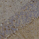 Immunohistochemistry - Anti-mCherry Antibody [5A6] (A104343) - Antibodies.com