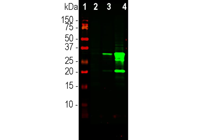 Western Blot - Anti-mCherry Antibody [5A6] (A104343) - Antibodies.com