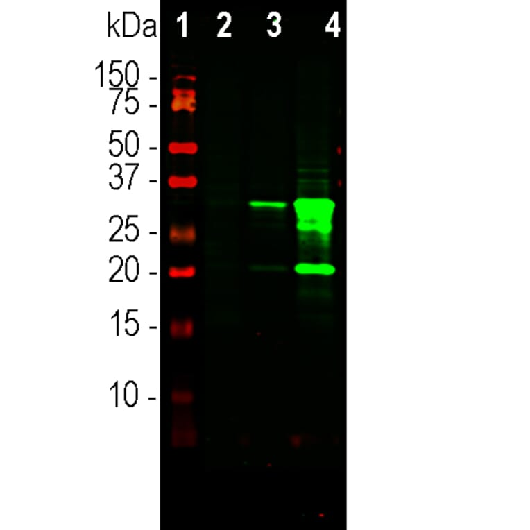 Western Blot - Anti-mCherry Antibody [5A6] (A104343) - Antibodies.com