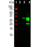 Western Blot - Anti-mCherry Antibody [5A6] (A104343) - Antibodies.com