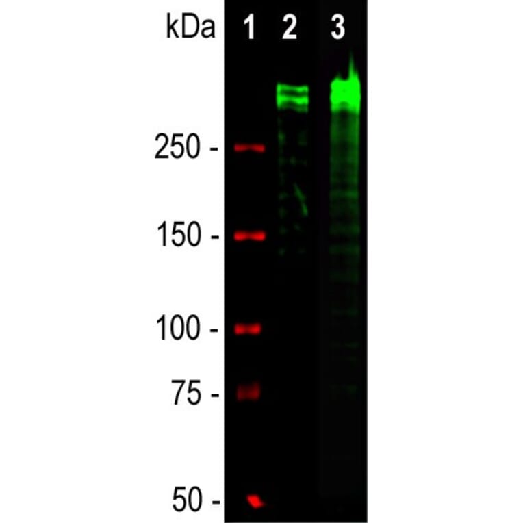 Western Blot - Anti-Ki67 Antibody - Antibodies.com (A104344)