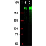 Western Blot - Anti-Ki67 Antibody - Antibodies.com (A104344)