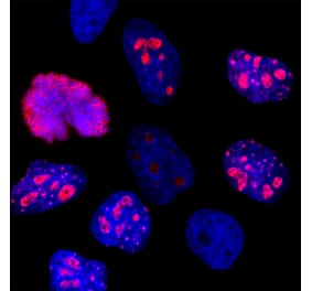 Immunofluorescence - Anti-Ki67 Antibody [6G3] (A104345) - Antibodies.com