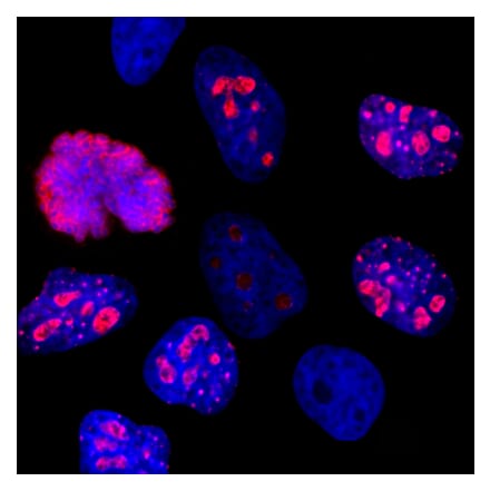 Immunofluorescence - Anti-Ki67 Antibody [6G3] (A104345) - Antibodies.com