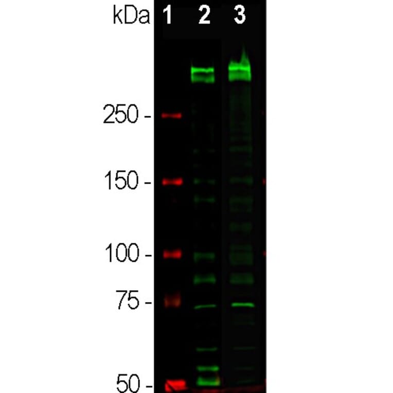 Immunofluorescence - Anti-Ki67 Antibody - Antibodies.com (A104345)