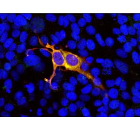 Immunofluorescence - Anti-CAS9 Antibody - Antibodies.com (A104346)