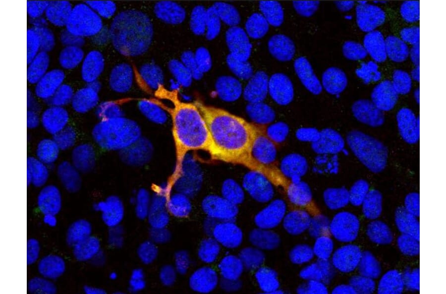Immunofluorescence - Anti-CRISPR-Cas9 Antibody (A104346) - Antibodies.com