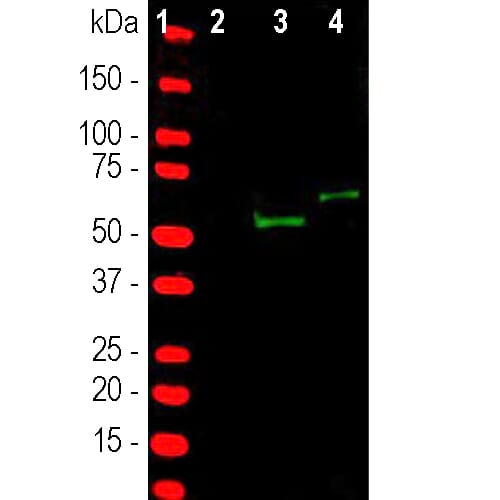 Western blot analysis of HEK293 cell lysates using Anti-CAS9 Antibody (A104346), in green. The lanes contain samples of: <b>[1]</b> Protein standards, in red, <b>[2]</b> non-transfected cells, <b>[3]</b> cells transfected with a construct encoding the C-terminal (814-1372) amino acids of S. pyogenes CAS9, and <b>[4]</b> HEK293 cells transfected with a construct encoding the N-terminal (1-608) amino acids of S. pyogenes CAS9. The 60 kDa and 68 kDa bands correspond to S. pyogenes CAS9 C-terminal and N-terminal constructs respectively.