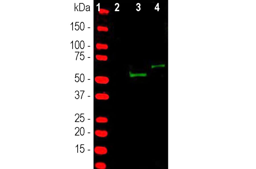 AntiCRISPRCas9 Antibody (A104346)