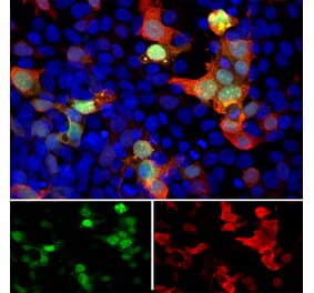 Immunofluorescence - Anti-GFP Antibody - Antibodies.com (A104347)