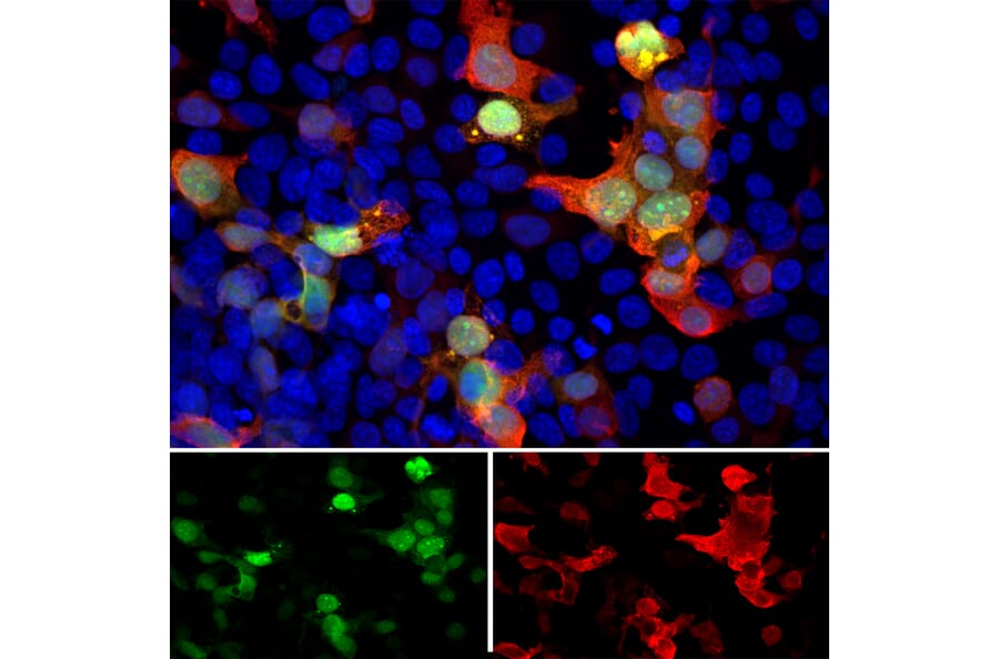 Immunofluorescence - Anti-GFP Antibody (A104347) - Antibodies.com