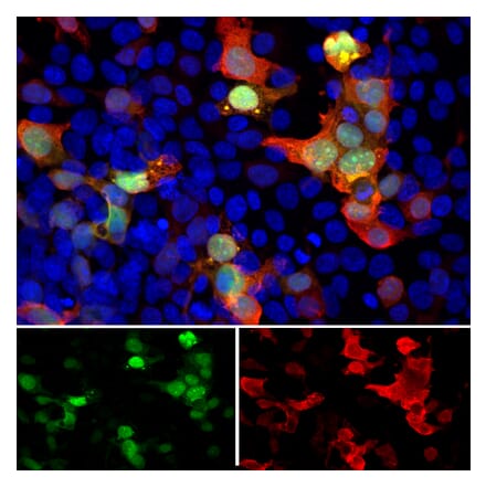 Immunofluorescence - Anti-GFP Antibody (A104347) - Antibodies.com