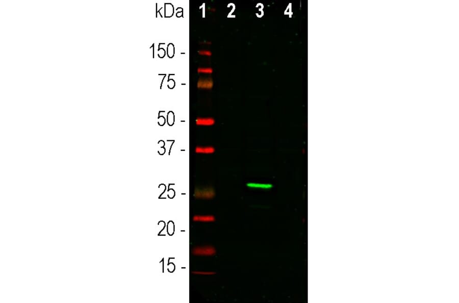Western Blot - Anti-GFP Antibody (A104347) - Antibodies.com