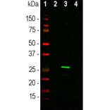 Western Blot - Anti-GFP Antibody (A104347) - Antibodies.com