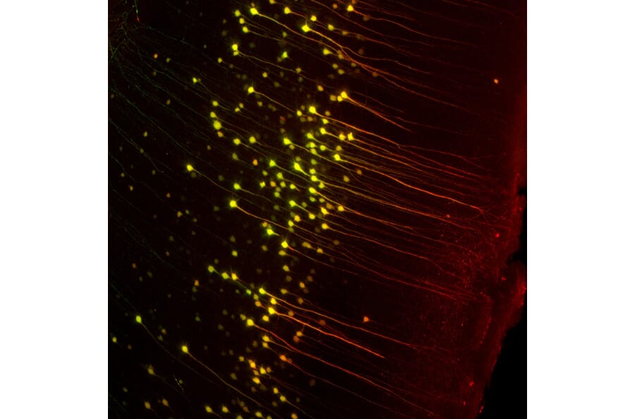 Immunofluorescence - Anti-GFP Antibody (A104347) - Antibodies.com