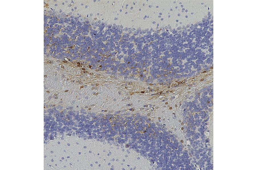 Immunohistochemistry - Anti-GFP Antibody (A104347) - Antibodies.com