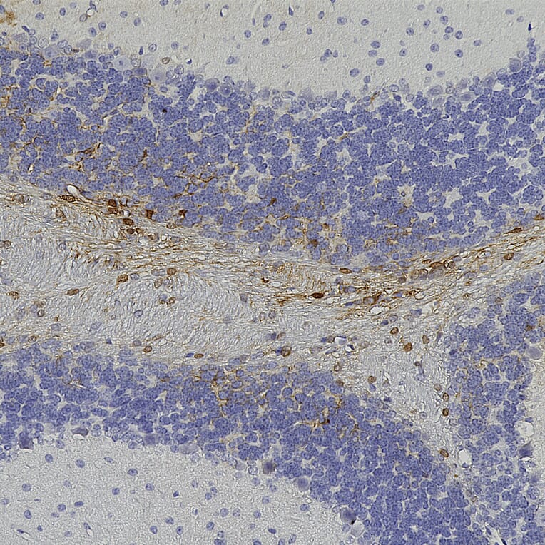 Immunohistochemistry - Anti-GFP Antibody (A104347) - Antibodies.com