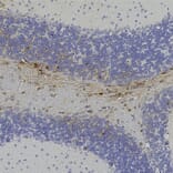 Immunohistochemistry - Anti-GFP Antibody (A104347) - Antibodies.com