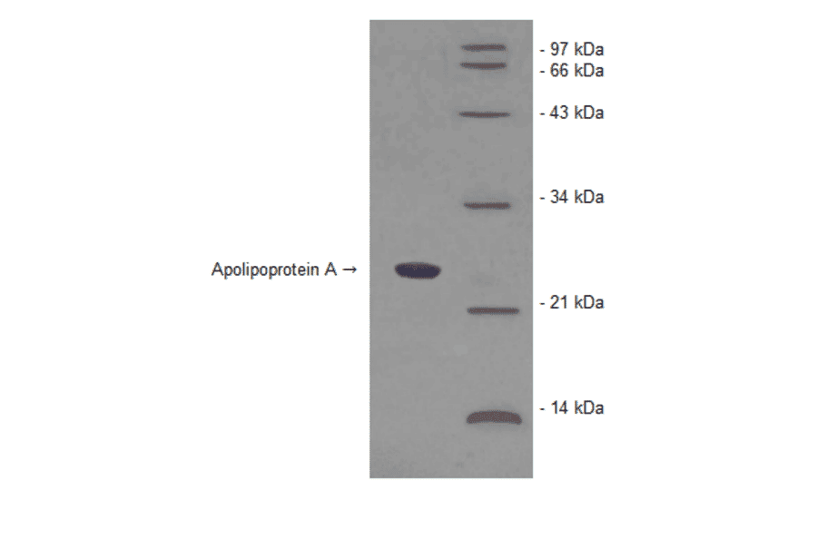 Western Blot - Human Apolipoprotein A (BNP1001-2) - Antibodies.com