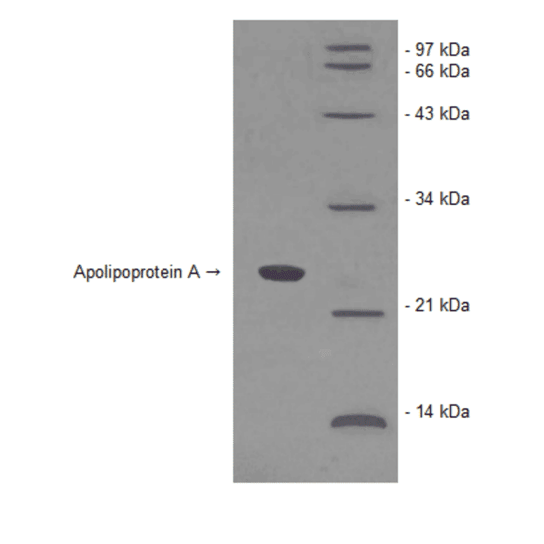 Western Blot - Human Apolipoprotein A (BNP1001-2) - Antibodies.com