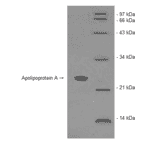 Western Blot - Human Apolipoprotein A (BNP1001-2) - Antibodies.com