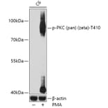 Western Blot - Anti-pan PKC (phospho Thr410) Antibody (A11000) - Antibodies.com