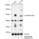 Western Blot - Anti-Aurora A (phospho Thr288) Antibody (A11002) - Antibodies.com