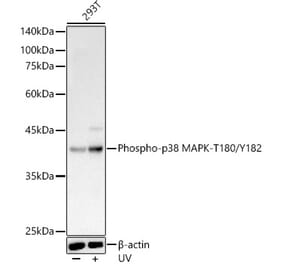 Western Blot - Anti-p38 MAPK (phospho Thr180 + Tyr182) Antibody (A11005) - Antibodies.com