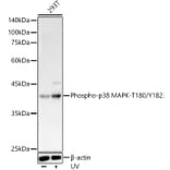 Western Blot - Anti-p38 MAPK (phospho Thr180 + Tyr182) Antibody (A11005) - Antibodies.com