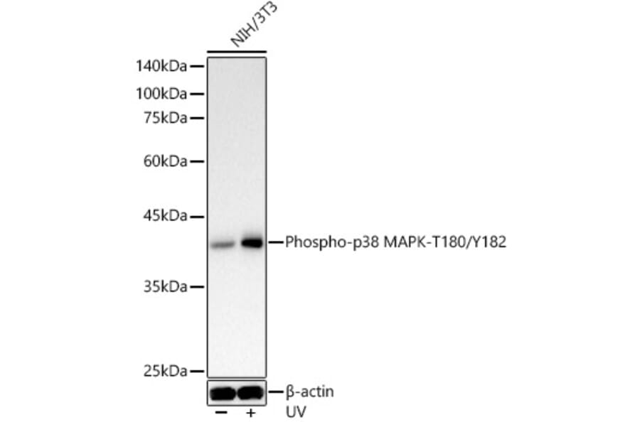 Western Blot - Anti-p38 MAPK (phospho Thr180 + Tyr182) Antibody (A11005) - Antibodies.com