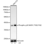 Western Blot - Anti-p38 MAPK (phospho Thr180 + Tyr182) Antibody (A11005) - Antibodies.com