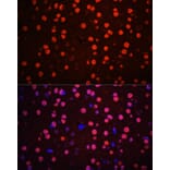 Immunofluorescence - Anti-p38 MAPK (phospho Thr180 + Tyr182) Antibody (A11005) - Antibodies.com